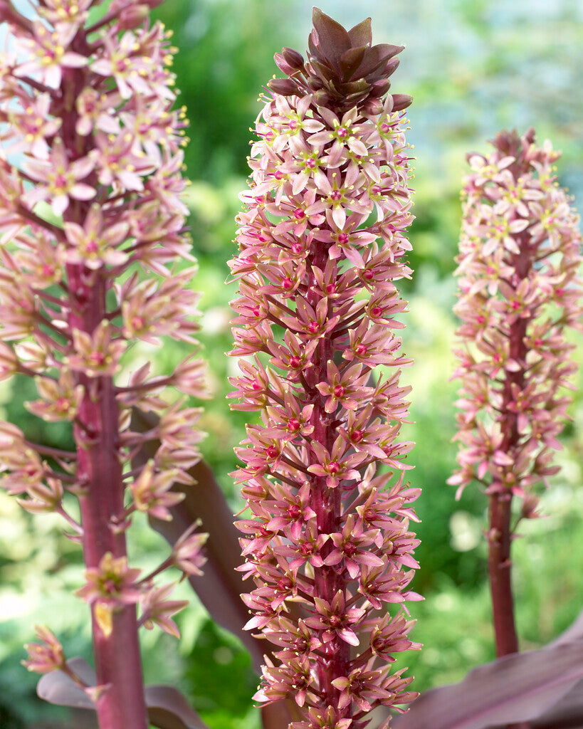 Dusk Lily-Eucomis Comosa 'Sparkling Burgundy' 1-pakning